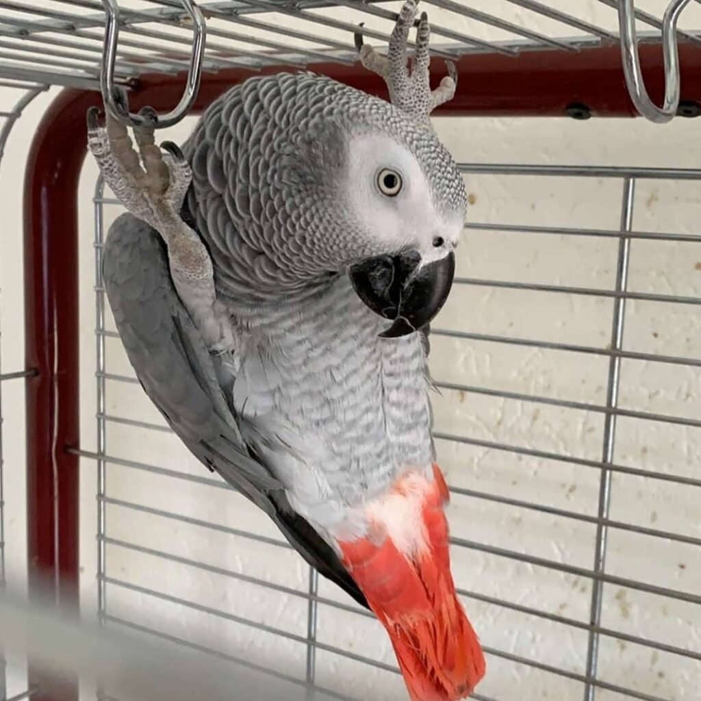 African Grey parrot