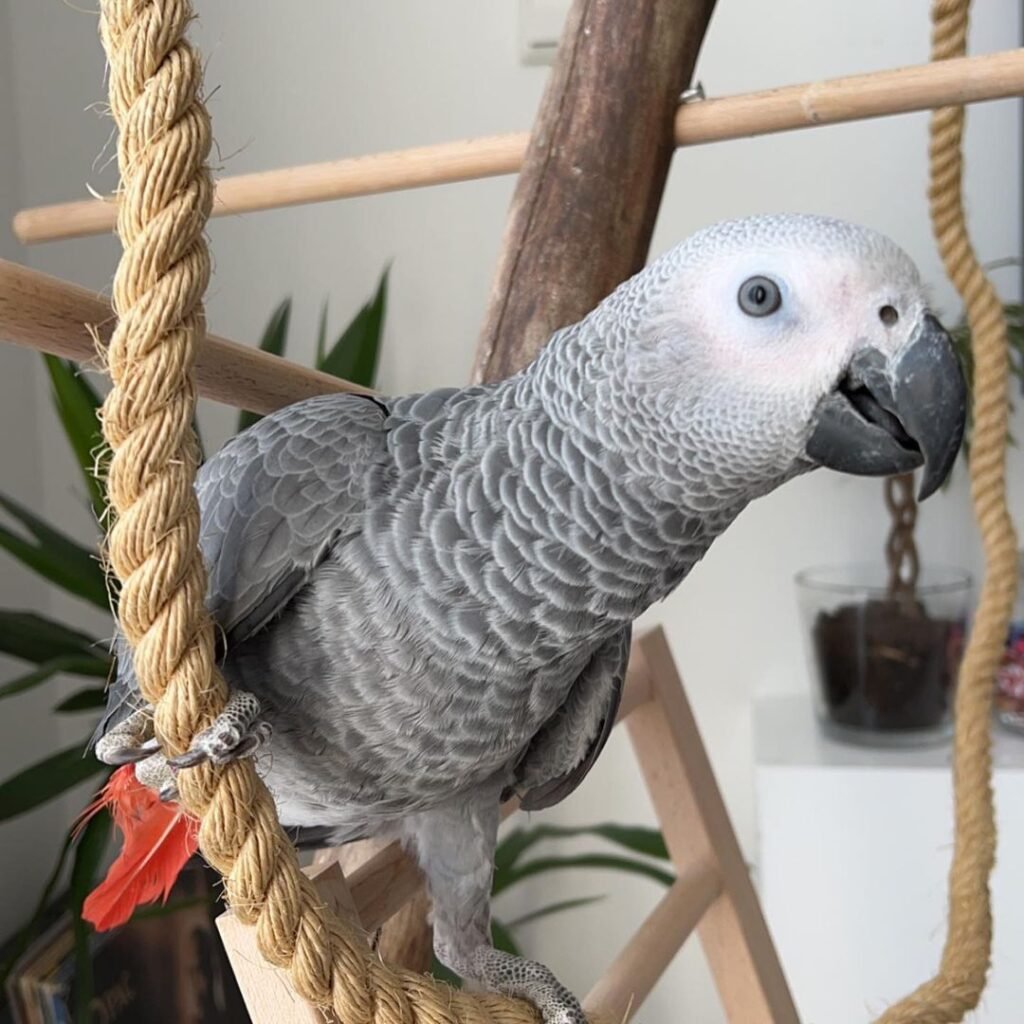 African Grey parrot