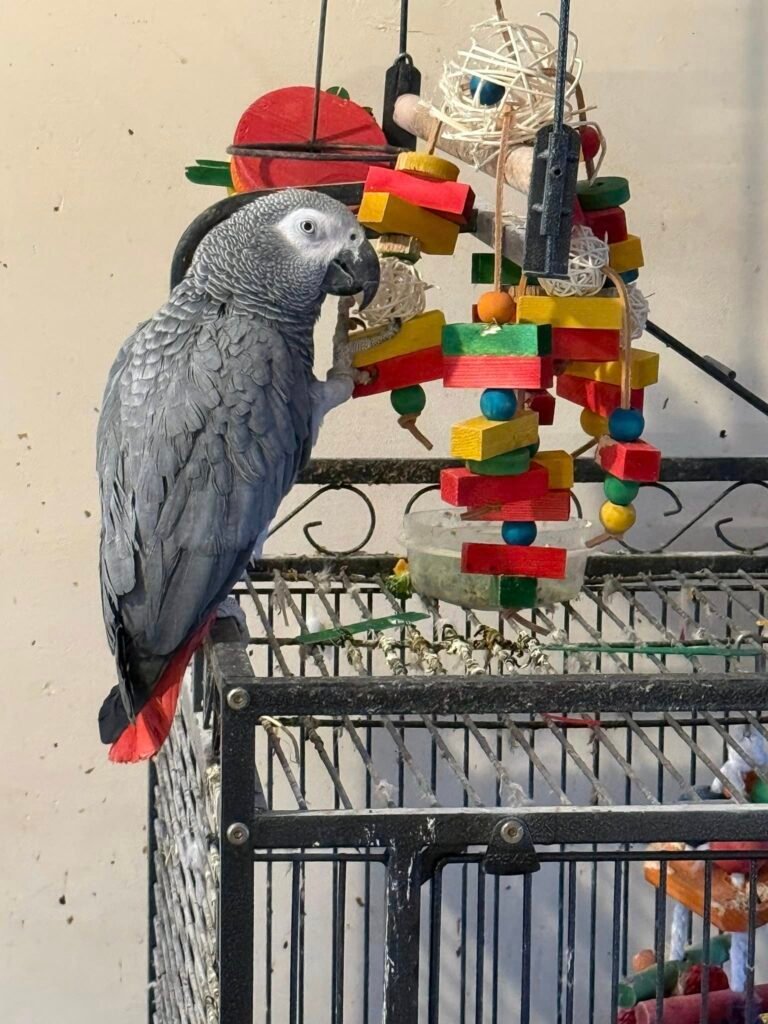 African Grey parrot