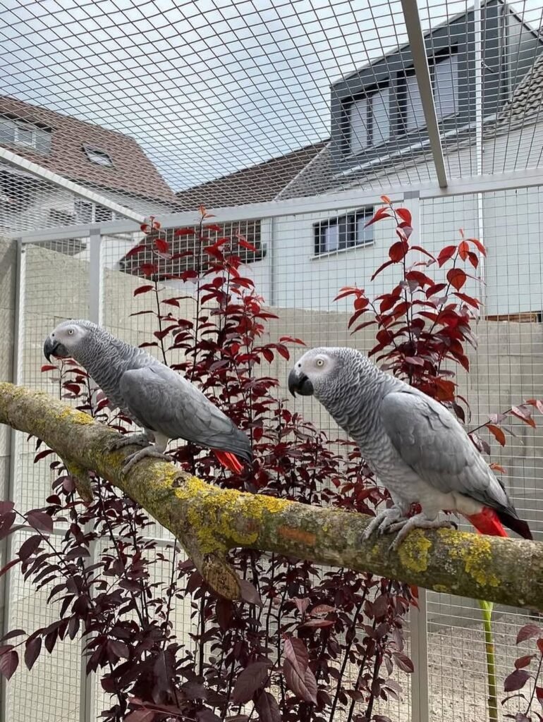 African Grey parrot