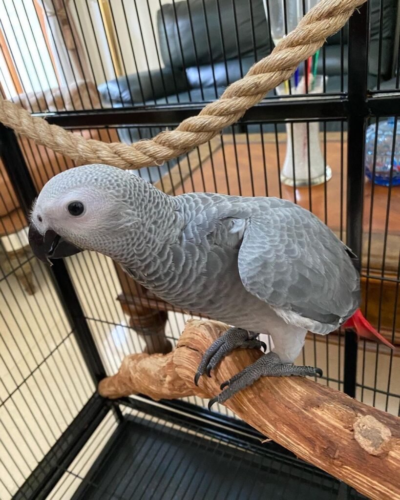 African Grey parrot